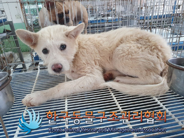 한국동물구조관리협회_441409202301110